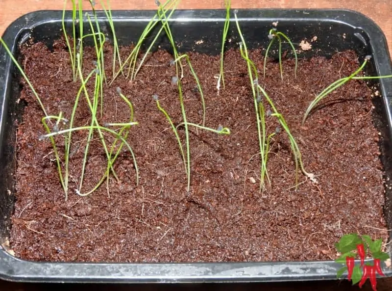 Baby leeks in coco coir