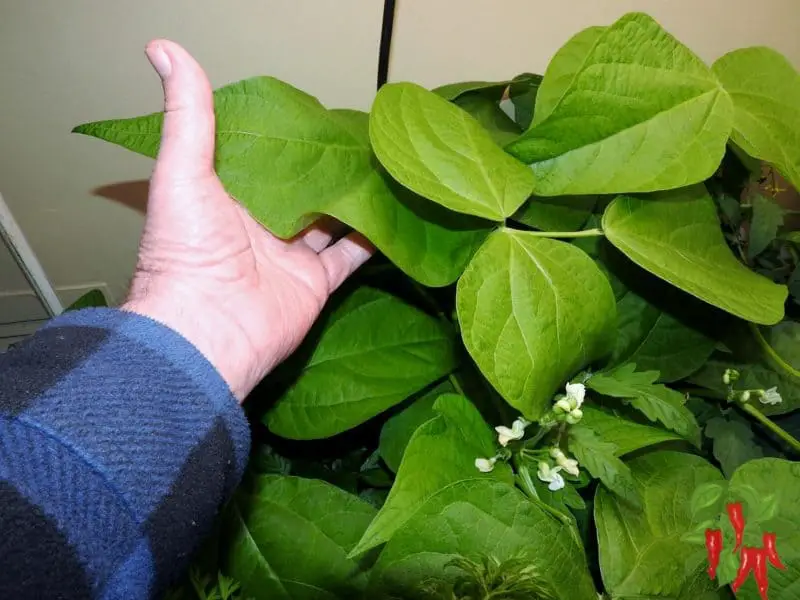 green bean plant flowering