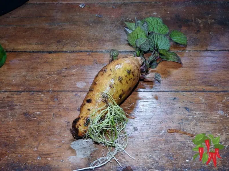 Growing Sweet Potatoes Indoors In 5 Gallon Buckets