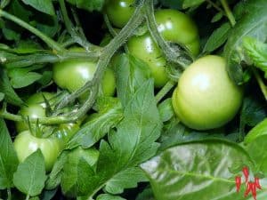 Growing Vegetables Indoors Vs Outdoors