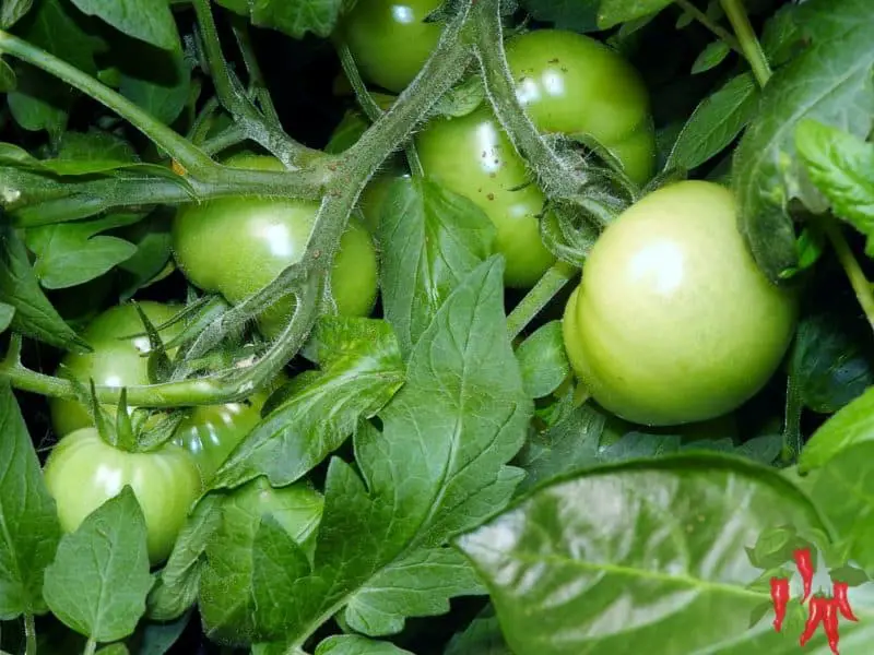 Growing Vegetables Indoors Vs Outdoors Tomatoes