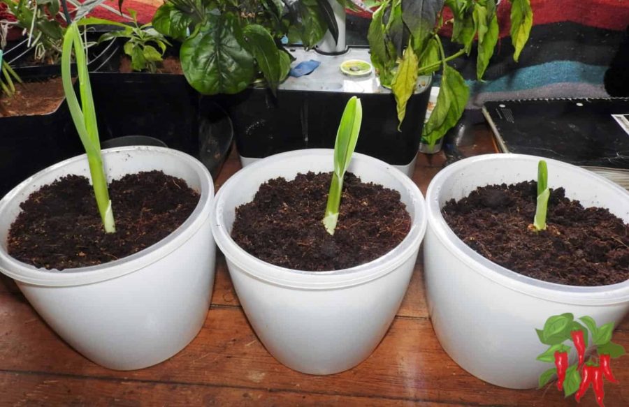 How Do Self-Watering Plant Pots Work? Here is some elephant garlic in self watering planters