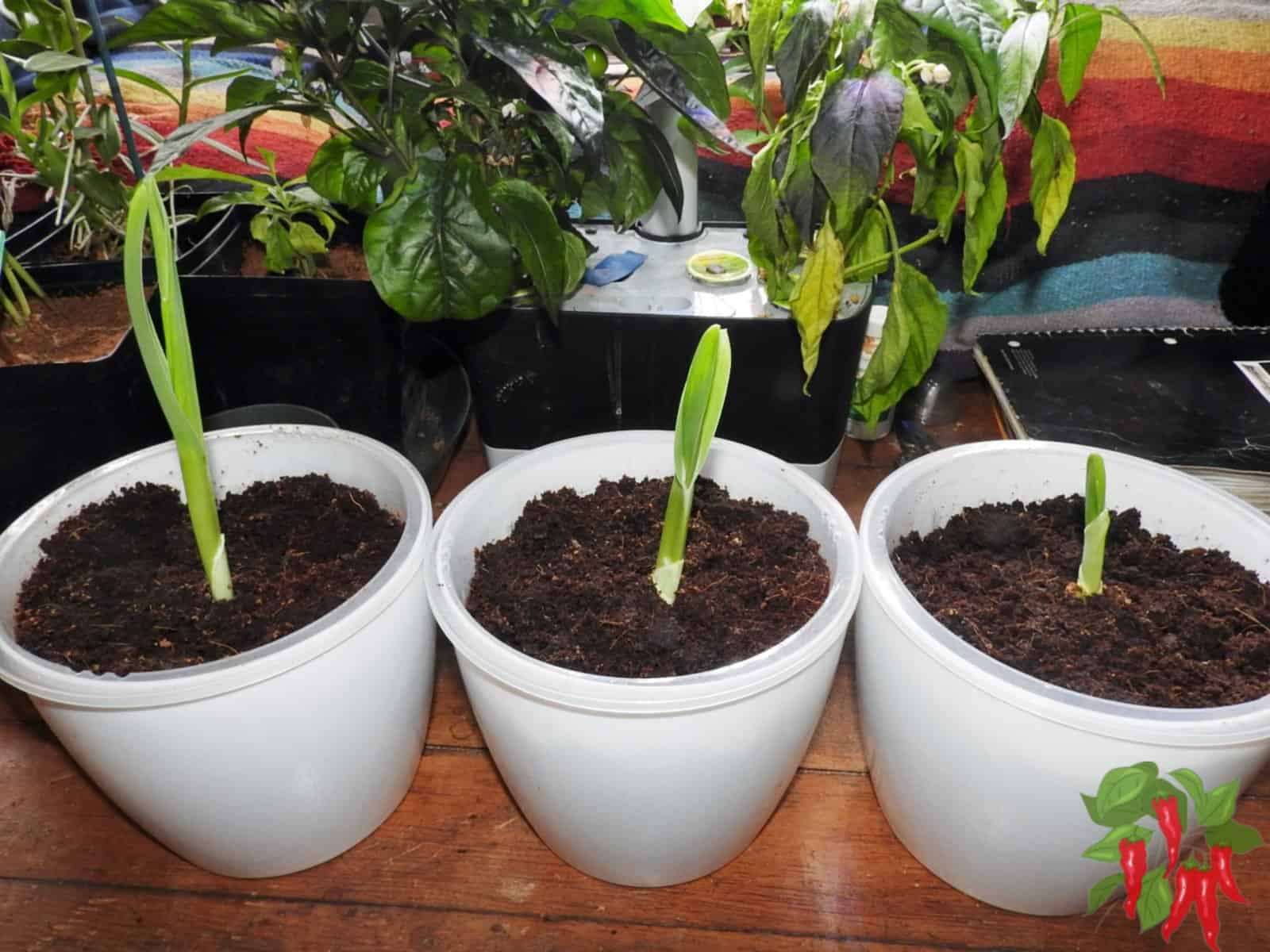 Growing Elephant Garlic Indoors