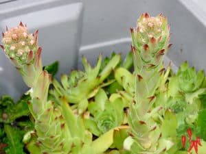 Growing Hens And Chicks Indoors