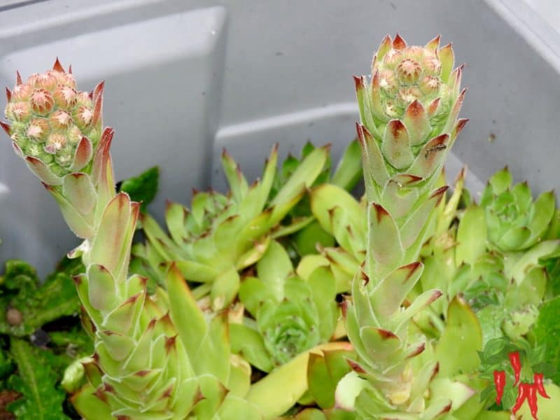 Growing Hens And Chicks Indoors - Sempervivum Flower Spikes