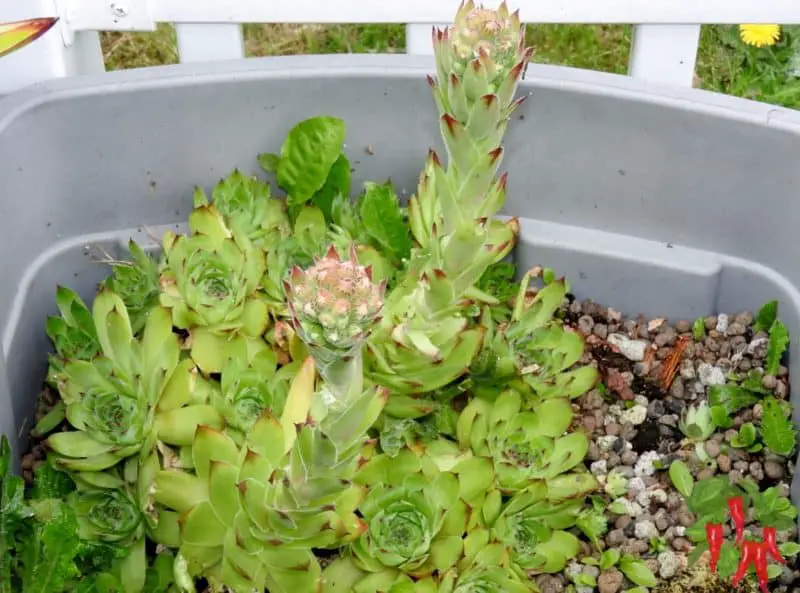 Sempervivium in this picture is growing in pure coco coir.