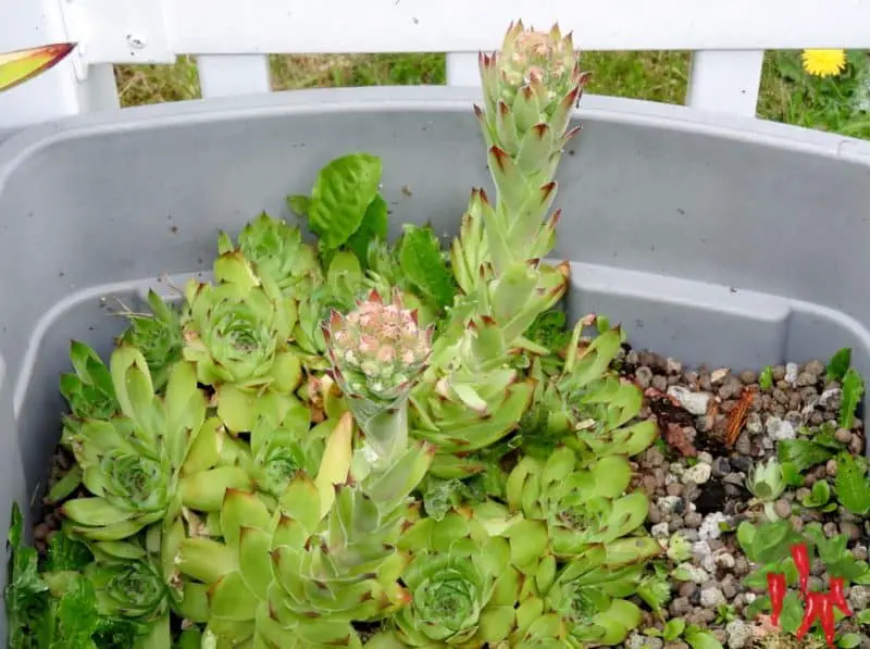 Sempervivum Flowering