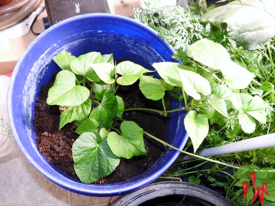 Sweet potato growing in coco