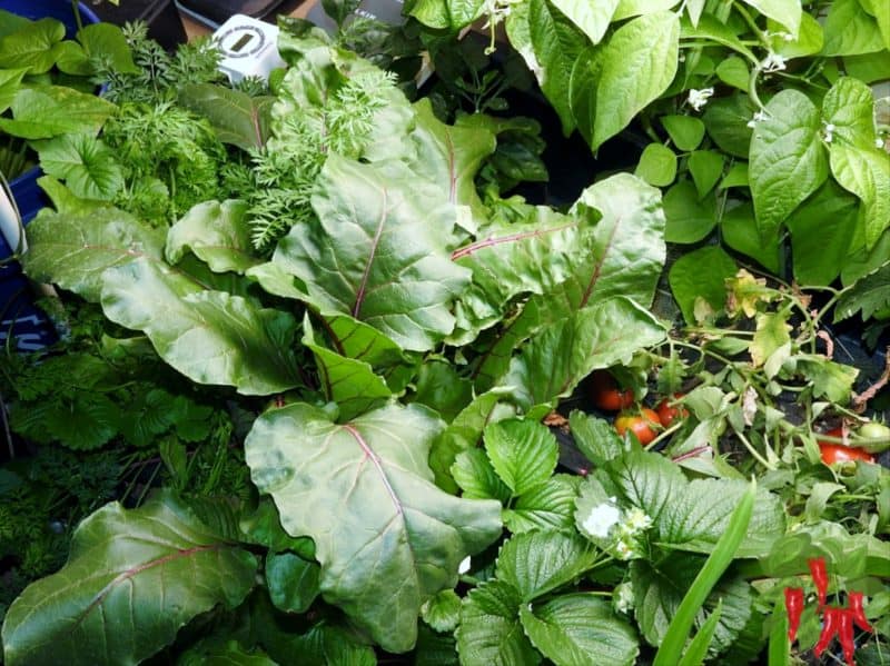 Benefits Of Growing Vegetables In Coco Coir Indoors