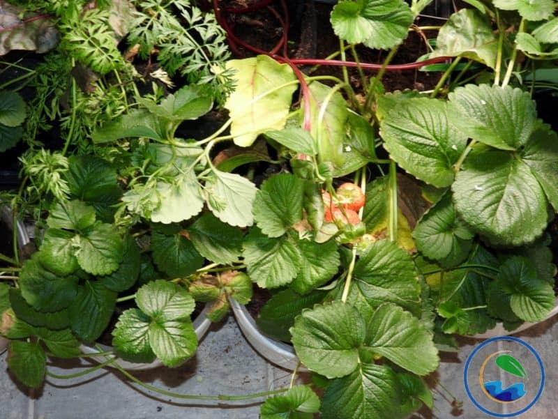 strawberries in self-watering pots