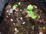 Growing Cantaloupe From Seed Indoors