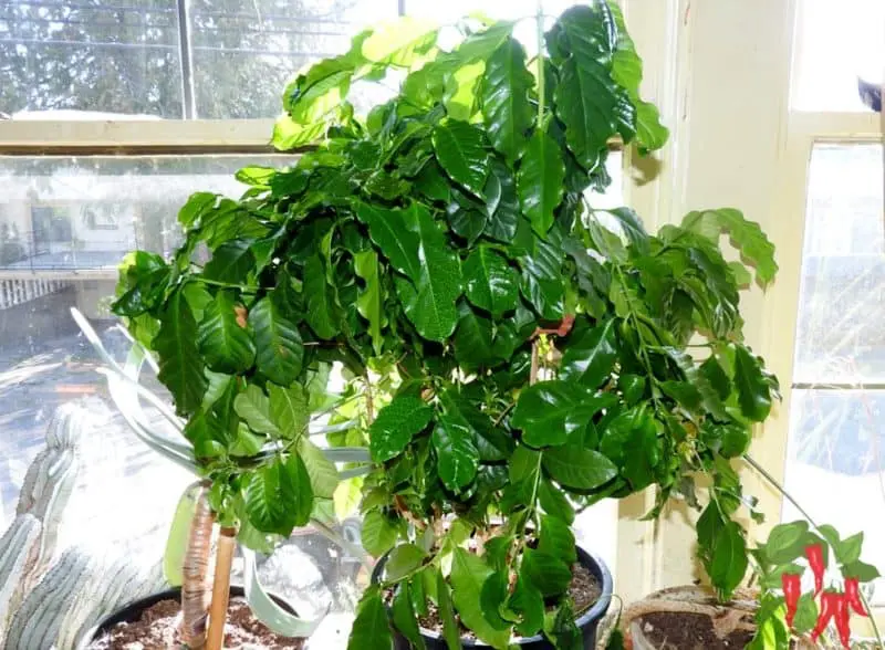 Indoor Coffee Plant Care