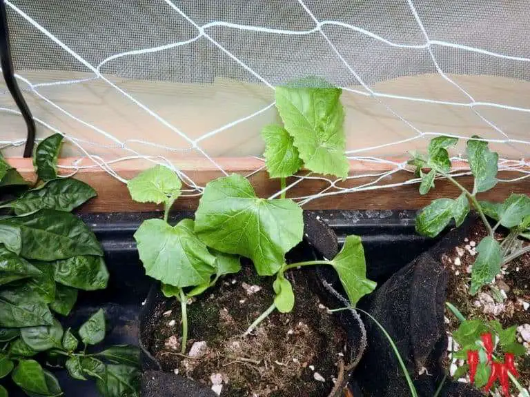 Growing Cantaloupe From Seed Indoors With Lights