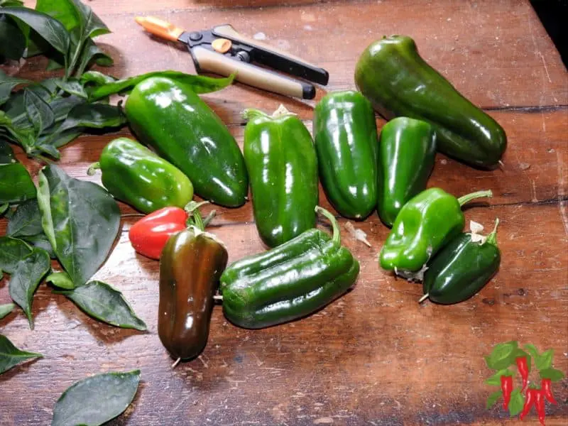 Peppers taken before pruning my pepper plant
