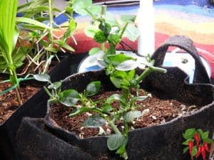 How To prune Pepper Plants In Pots
