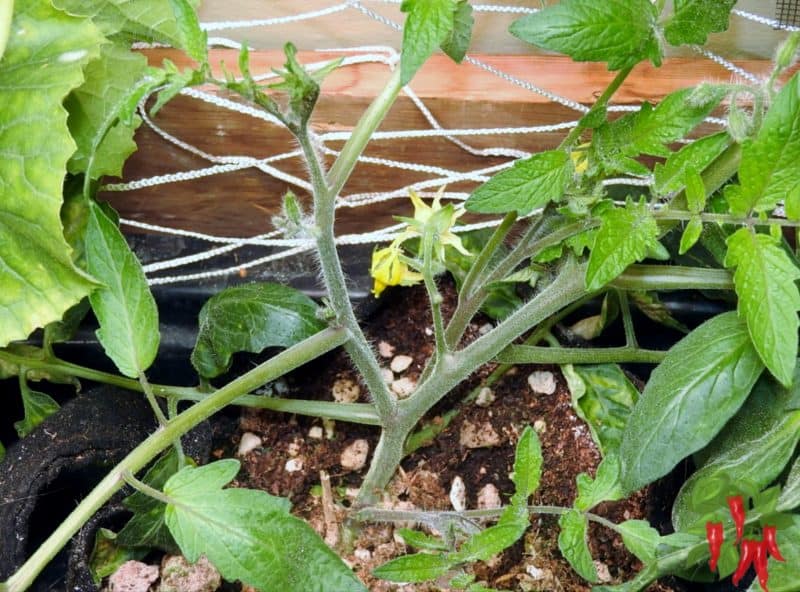 Renewing Tomato Plants