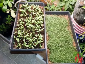 9 Reasons To Start Growing Microgreens At Home