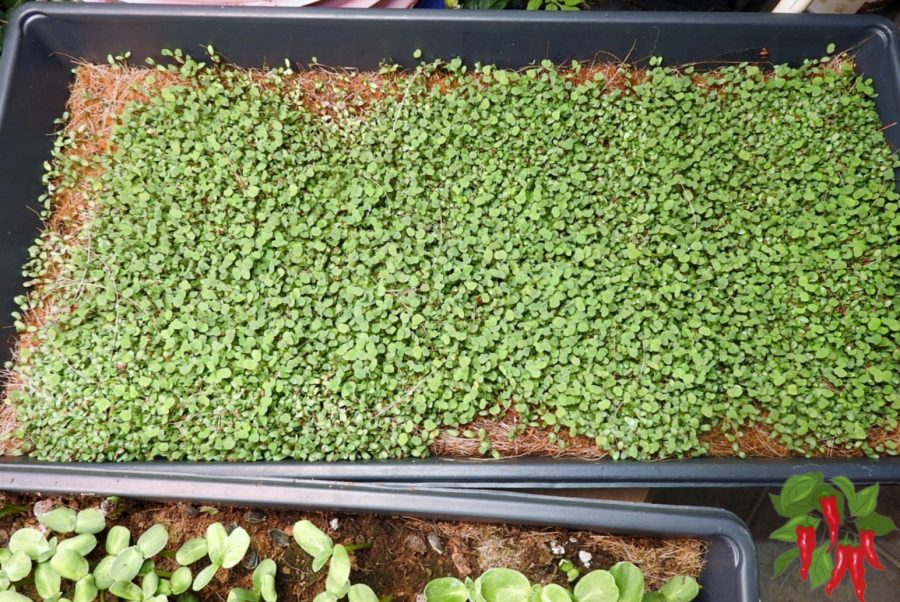 Alfalfa microgreens in coco grow mat