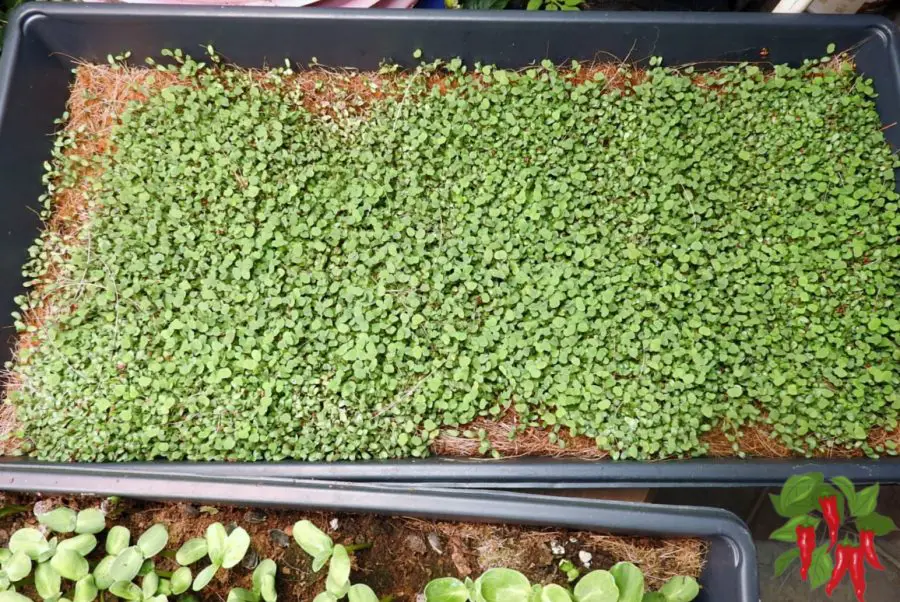 Alfalfa microgreens in coco grow mat