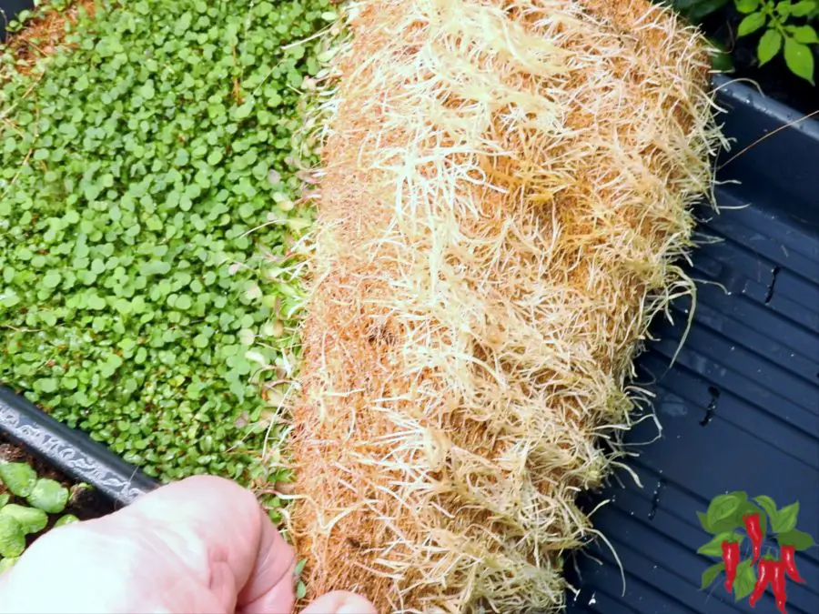 What Is The Best Soil For Microgreens? Roots in coco grow mat