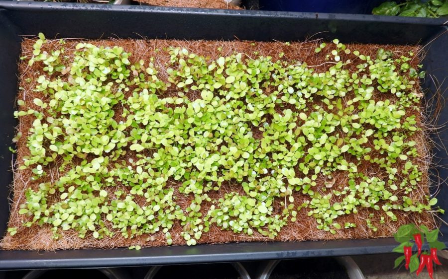 lettuce microgreens at 7 days