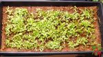 Best microgreen trays - growing lettuce microgreens in trays with coco grow mats