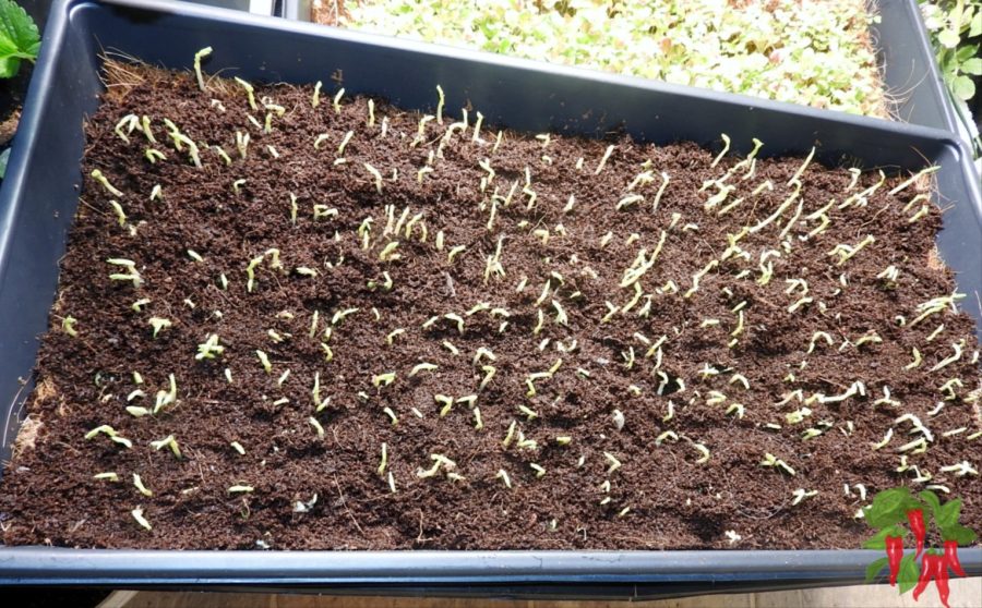 microgreens growing in coco coir