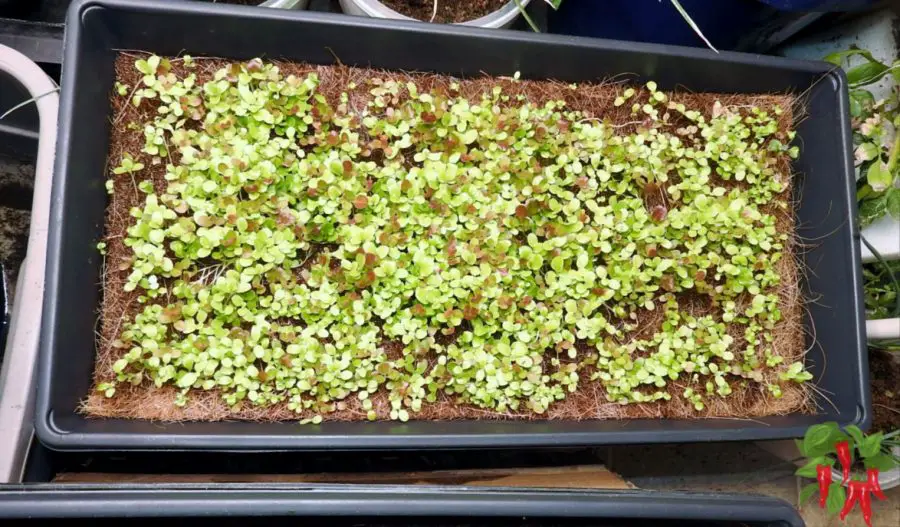 Lettuce Microgreens At 13 days