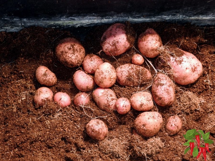 How To Grow Potatoes In A 5 Gallon Bucket Indoors Harvest