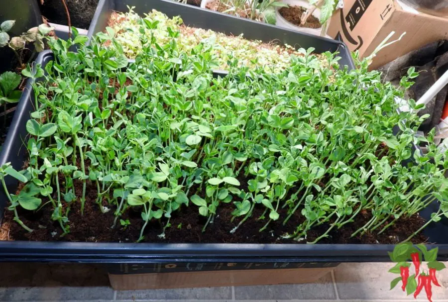 How Long Does It Take For Pea Shoots To Grow? These took 10 days.