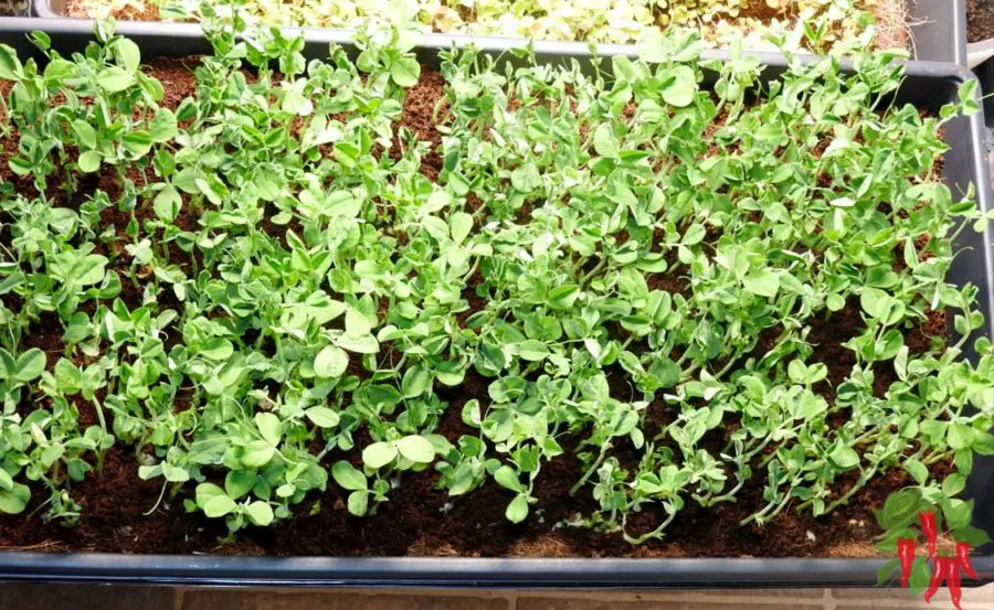 Growing Pea Shoots Indoors - How To Grow Pea Shoots At Home