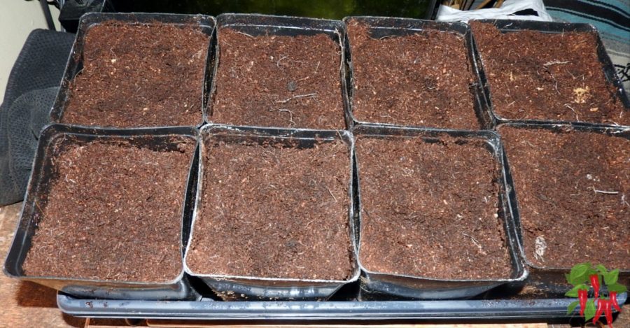 5 x 5 inch containers filled with coco coir in a 1020 seed flat