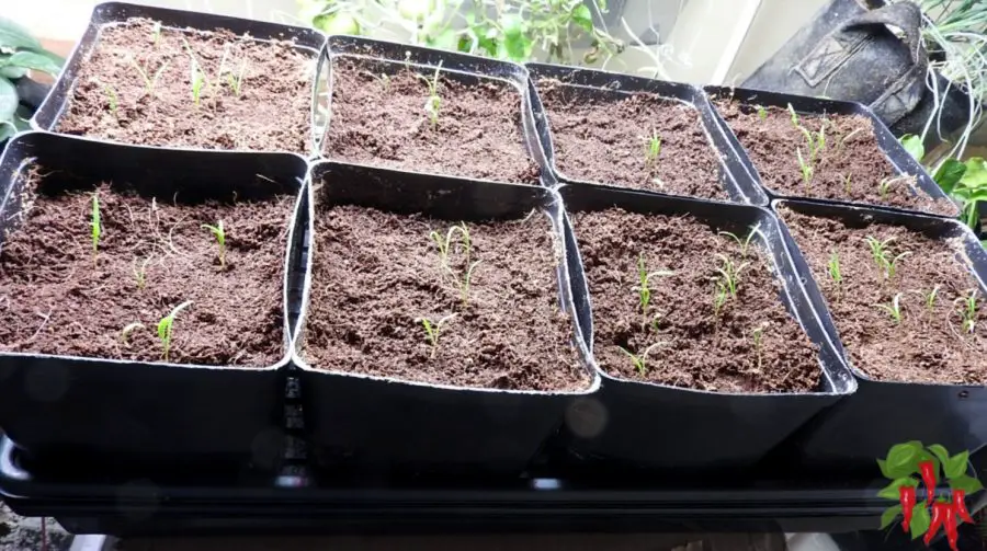 spinach seedlings poking up from the soil