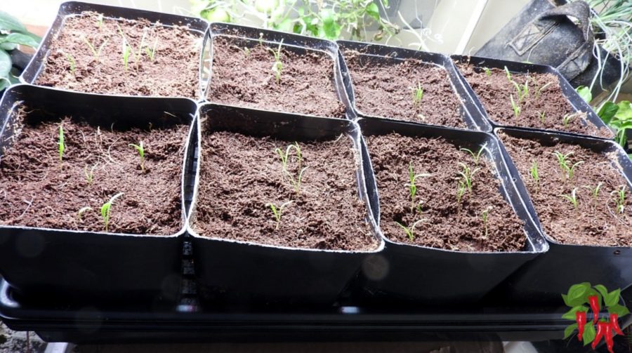 young spinach seedlings germinating in coco coir 
