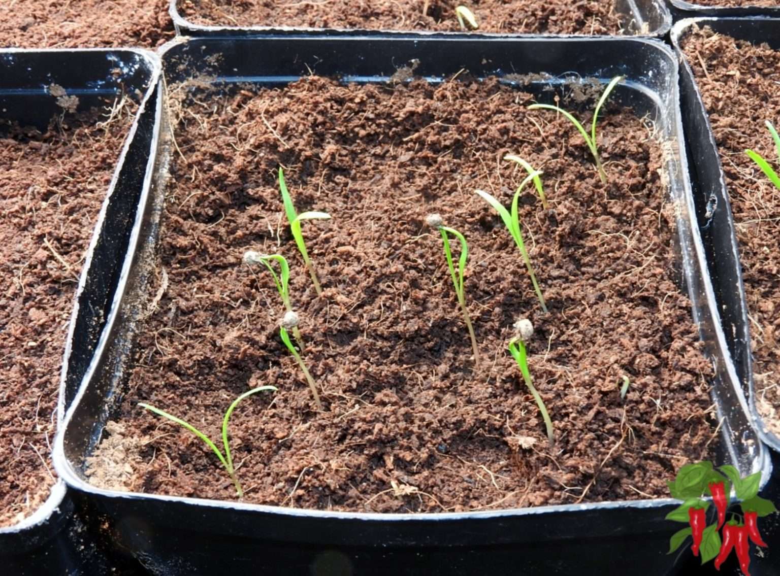 7 Easy Steps For Growing Baby Spinach Indoors A Beginner's Guide