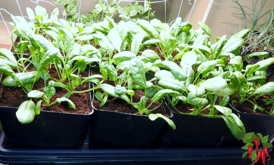 spinach under lights in winter