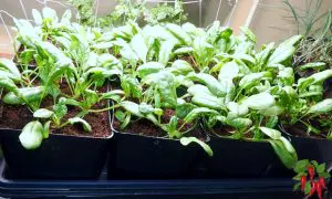Growing Baby Greens In Containers - Baby spinach