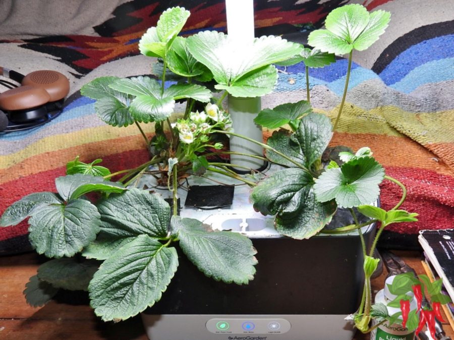 Can you grow strawberries in an AeroGarden? Yes you can!