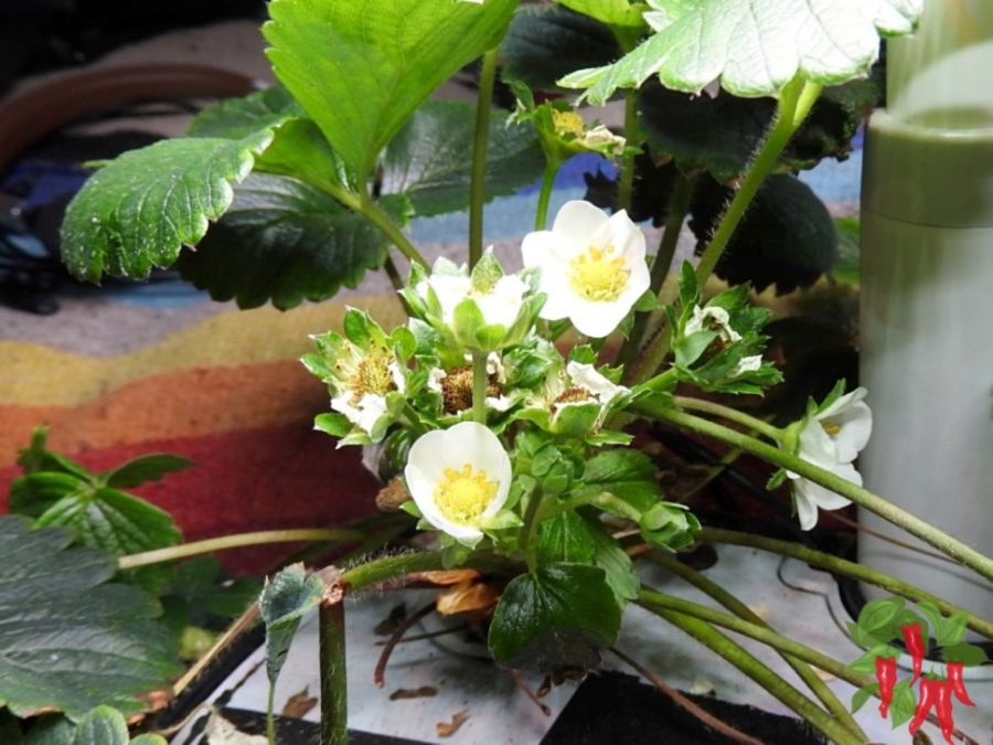 Can You Grow Strawberries Indoors? Strawberries flowering in an AeroGarden