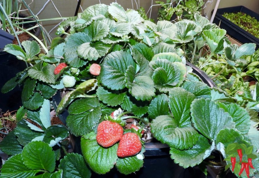 Quinalt strawberries in my DIY strawberry tower