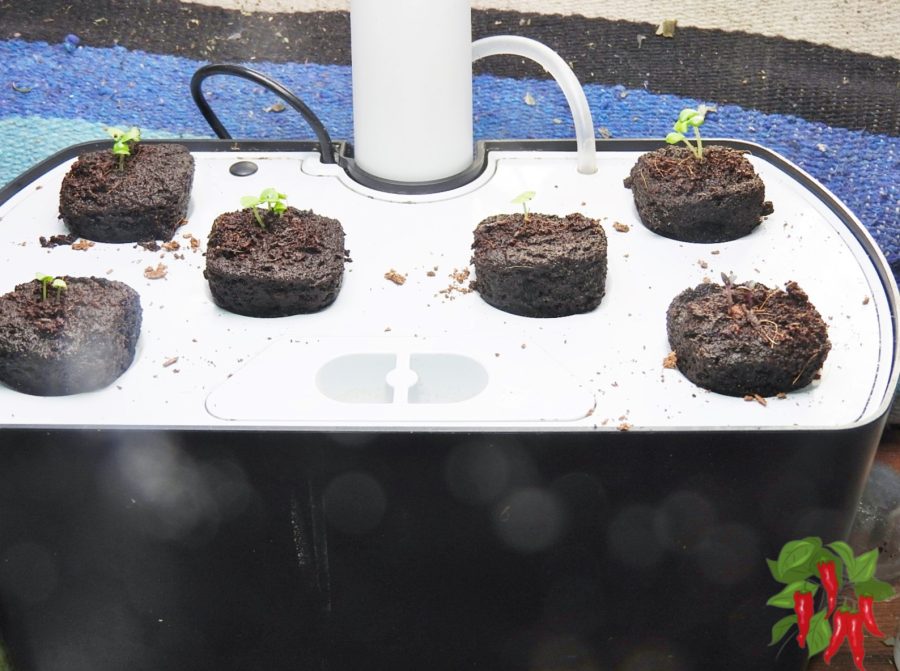 Sowing Basil Seeds In An AeroGarden