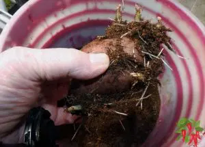Growing Potatoes In A 5-Gallon Bucket - Red Norland Seed Potato