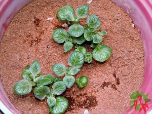 Coco Coir vs Peat Moss - Young Potatoes Emerging In Coco Coir