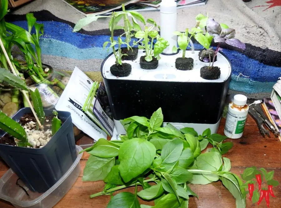 How to Grow Basil Hydroponically in Your AeroGarden 7 Easy Tips