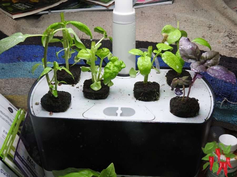 newly topped basil in my AeroGarden