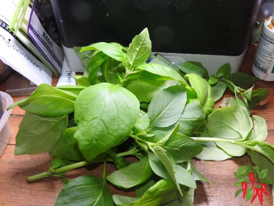 First basil harvest at day 21