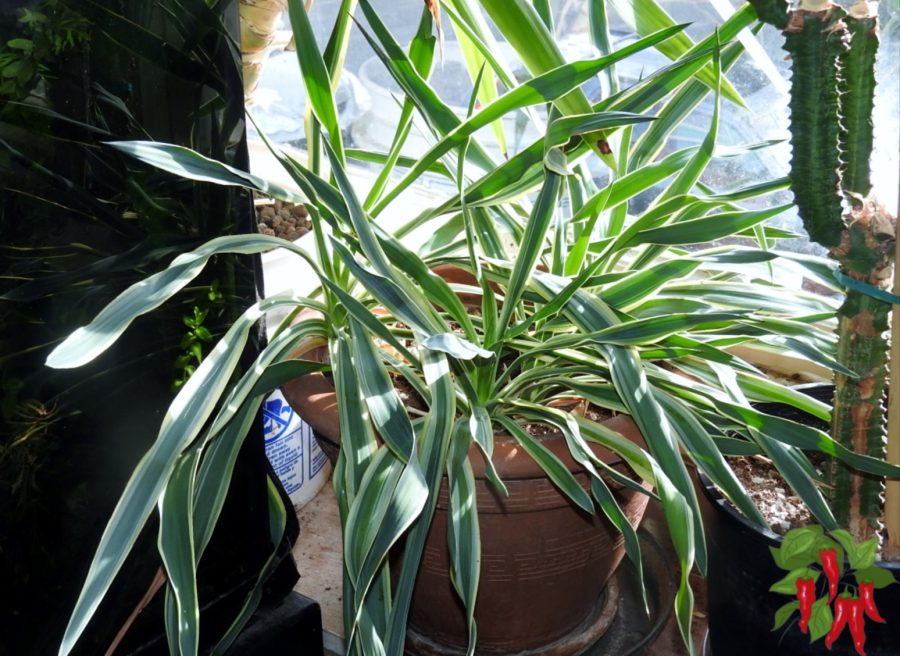 How to Use Coco Coir for Houseplants - Yucca in coco