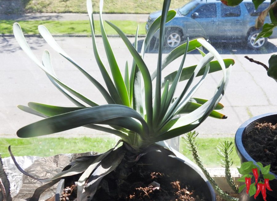 Is Coco Coir Good for Succulents? Fan Aloe (Aloe plicatilis) growing in coco coir
