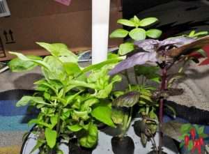 AeroGarden Harvest Unboxing