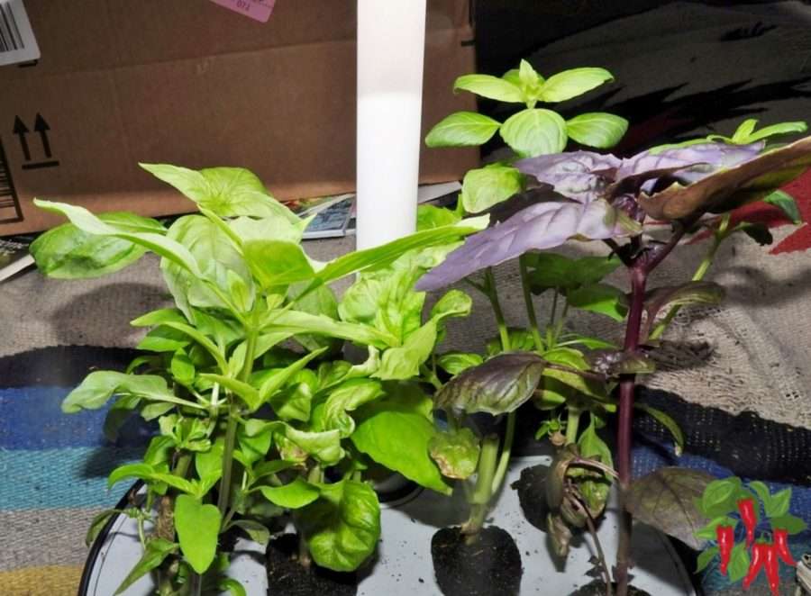 AeroGarden Harvest Unboxing